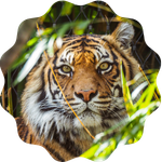 tadoba